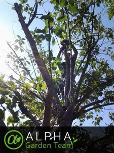 Expert Tree Surgery Services